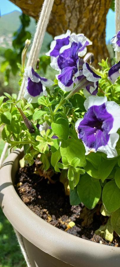 Lily Home_Lefkada ~ Private Country House Kondaraina Екстер'єр фото