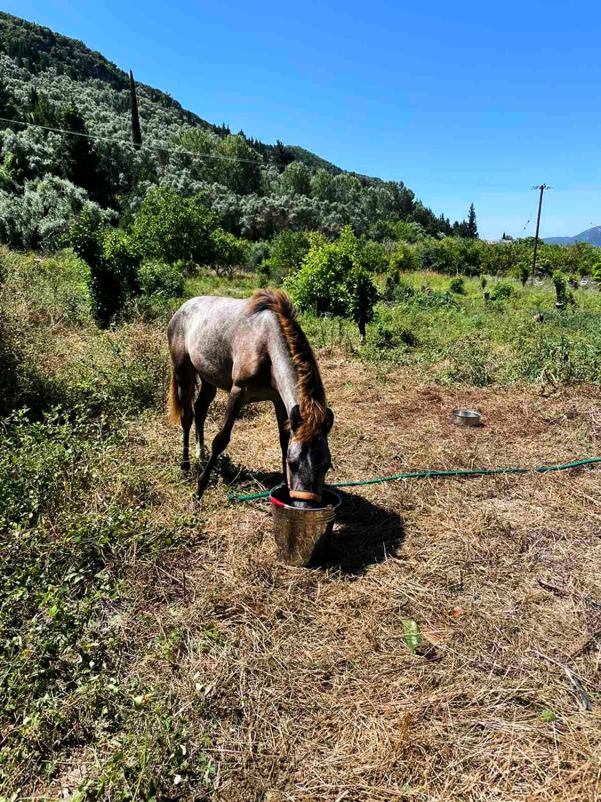 Lily Home_Lefkada ~ Private Country House Kondaraina Екстер'єр фото